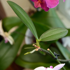 outgrowth orchids