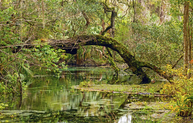 Backwater Slough in the Deep South
