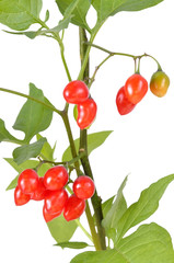 Poisonous Solanum dulcamara berries