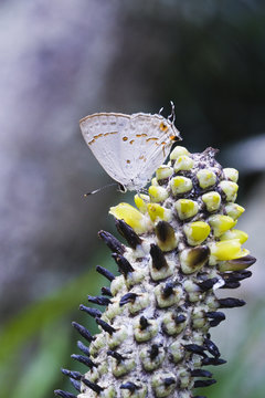 Borboleta Strymon basilides