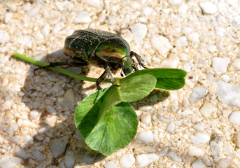 beetle on green leaf