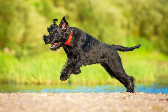 Giant Schnauzer Dog Running On The Beach