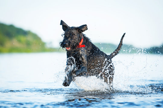 Giant Schnauzer Dog Running In The Water