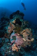 Diverse Reef and Diver