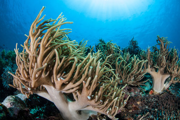 Coral Tentacles
