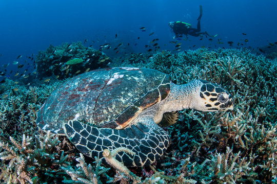 Hawksbill Turtle Laying on Reef