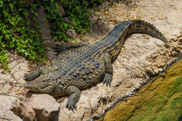 Big alligator lying in the sun by the water.