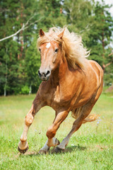 Beautiful horse running on the field in summer