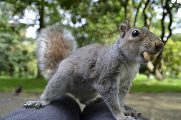 Ecureuil anglais