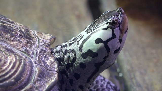 Turtles, Tortoises, Reptiles, Animals, Wildlife