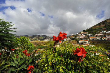 A Funchal fleuri sur l'Île principale de l'archipel de Madère, Portugal en Europe