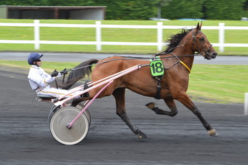 trotteur