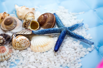 Blue star fish and shells. Concept of Summer Holiday. - obrazy, fototapety, plakaty