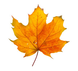 Autumn maple branch with leaves isolated on a white background