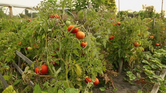 Garden Tomatoes Ripening on the Vine