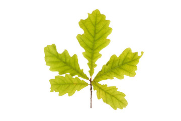 oak leaves isolated on white background.