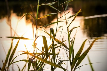 Fototapeta premium Sundown over a pond