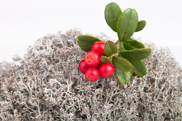 forest cranberries lying on reindeer moss
