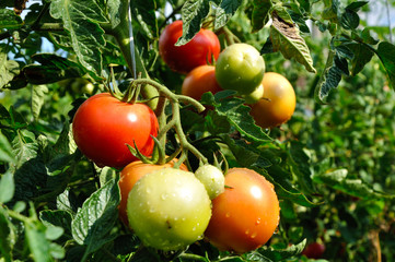 Bunch of red tomatoes