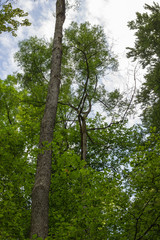 Fototapeta premium Mischwald