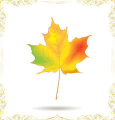 Bright maple leaf