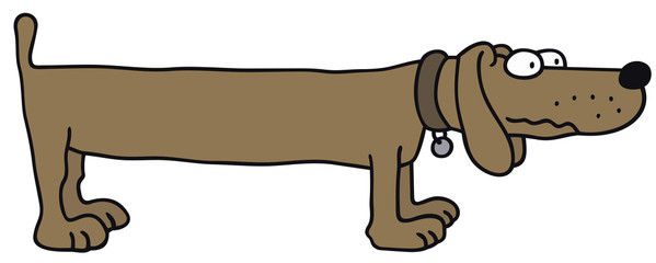 funny dog