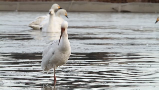 Siberian white crane (Grus leucogeranus) in Japan