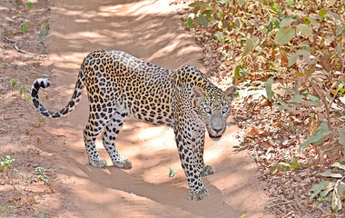 Sri Lankan Leopard Panthera Pardus Kotiya