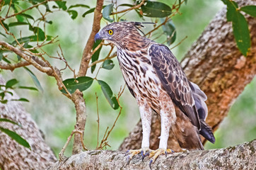 Crested Hawk Eagle