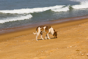 Dog on the ocean