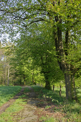 Waldweg im Frühling