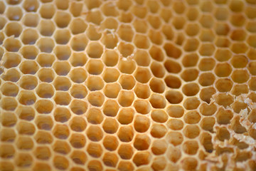 honeycomb background