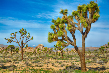 Fototapeta premium Joshua Tree National Park