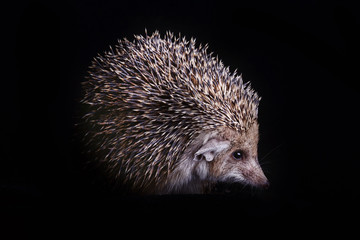 Hedgehog