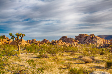 Joshua Tree National Park