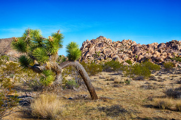 Joshua Tree National Park