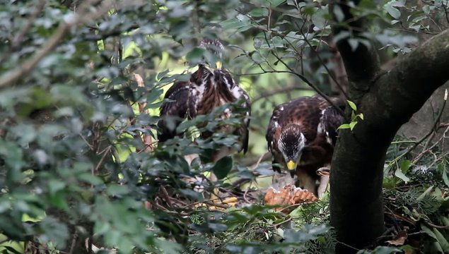 Oriental honey-buzzard (Pernis ptilorhyncus) nesting in Japan
