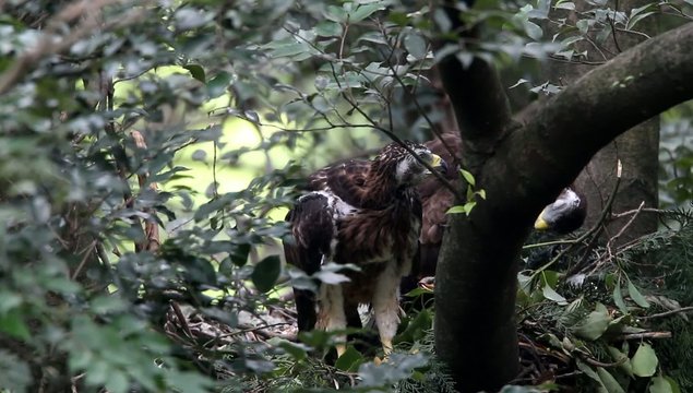 Oriental honey-buzzard (Pernis ptilorhyncus) nesting in Japan