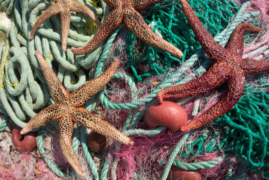 Fishing nets & sea stars