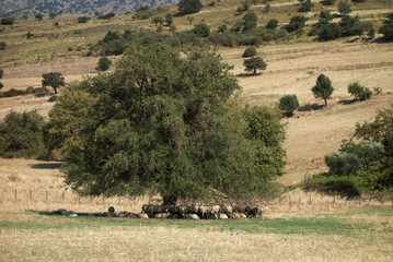 Fototapeta na wymiar Sheep under a tree