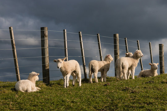 flock of lambs resting at fence