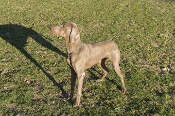 Weimaraner Standing Profile