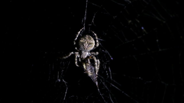 Spider illuminated against blackness, hunting his victim