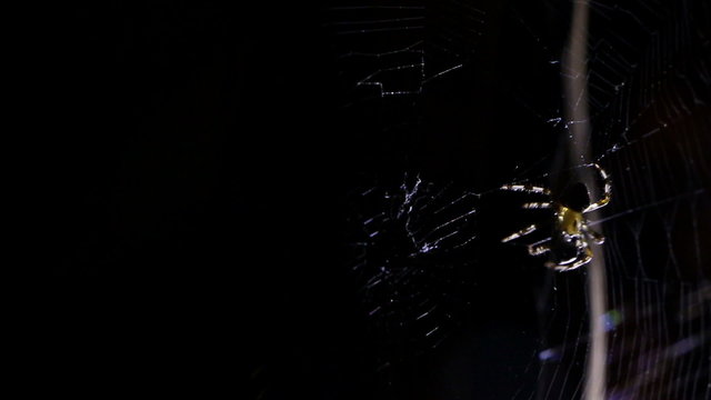 Spider illuminated against blackness, hunting his victim
