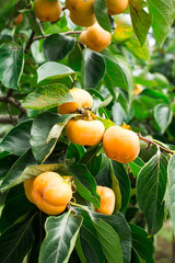 Persimmon fresh fruit on tree