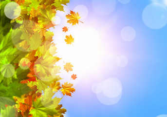Autumn leaves