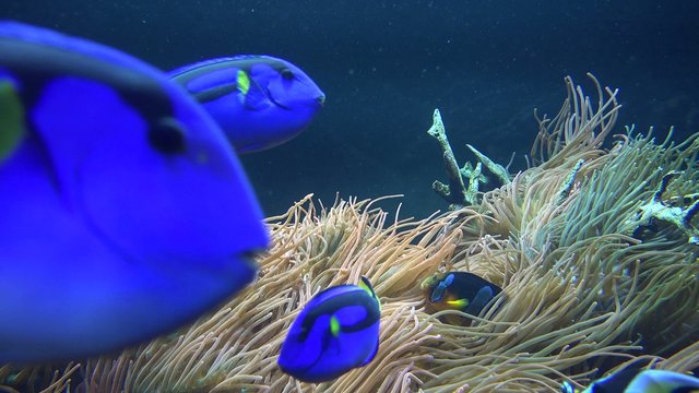 Fish, Sea Life, Aquariums, Animals, Nature