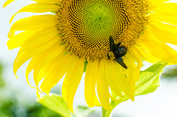 Sunflowers With Carpenter Bee