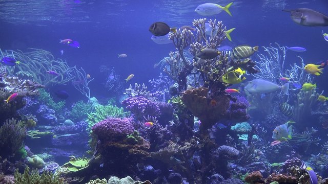 Coral Reefs, Fish, Sea Life, Underwater