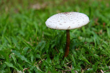 Mushroom on the grass